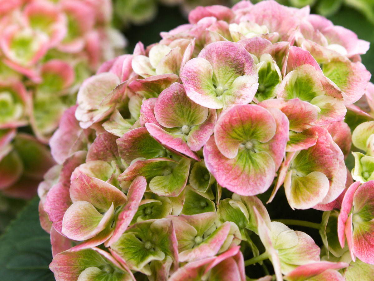 Hydrangea macrophylla 'Everlasting Amethyst'