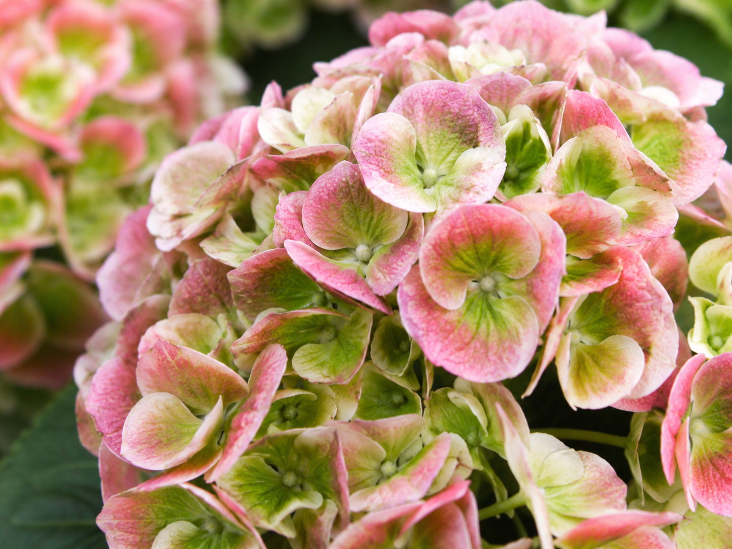 Hydrangea macrophylla 'Everlasting Amethyst'