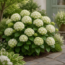 Hydrangea macrophylla 'Everlasting Noblesse'