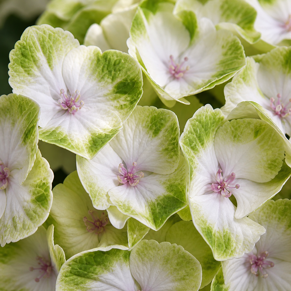 Hydrangea macrophylla 'Everlasting Noblesse'
