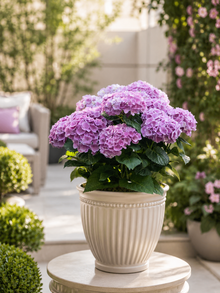 Hydrangea macrophylla 'Everlasting Opal'
