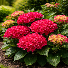 Hydrangea macrophylla 'Frill Ride'