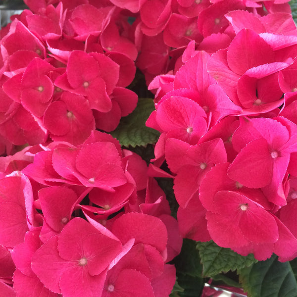 Frill Ride Hydrangea Hydrangea | Pépinière.ca
