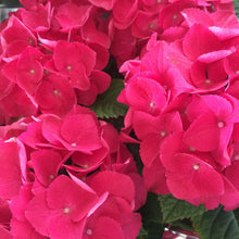 Hydrangea macrophylla 'Glowing Embers'