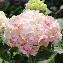 Hydrangea macrophylla 'Grin & Tonic'