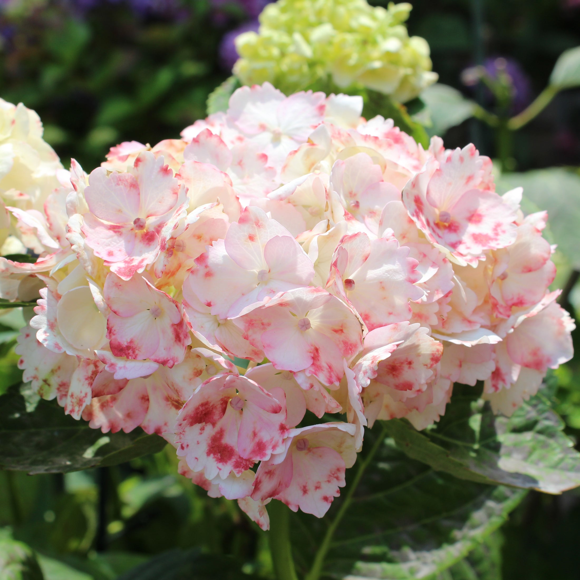 Hydrangea macrophylla 'Grin & Tonic'