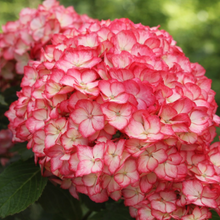 Hydrangea macrophylla 'Kimono'