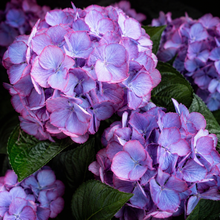 Hydrangea macrophylla 'Kimono'