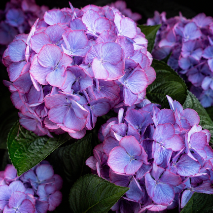 Hydrangea macrophylla 'Kimono'