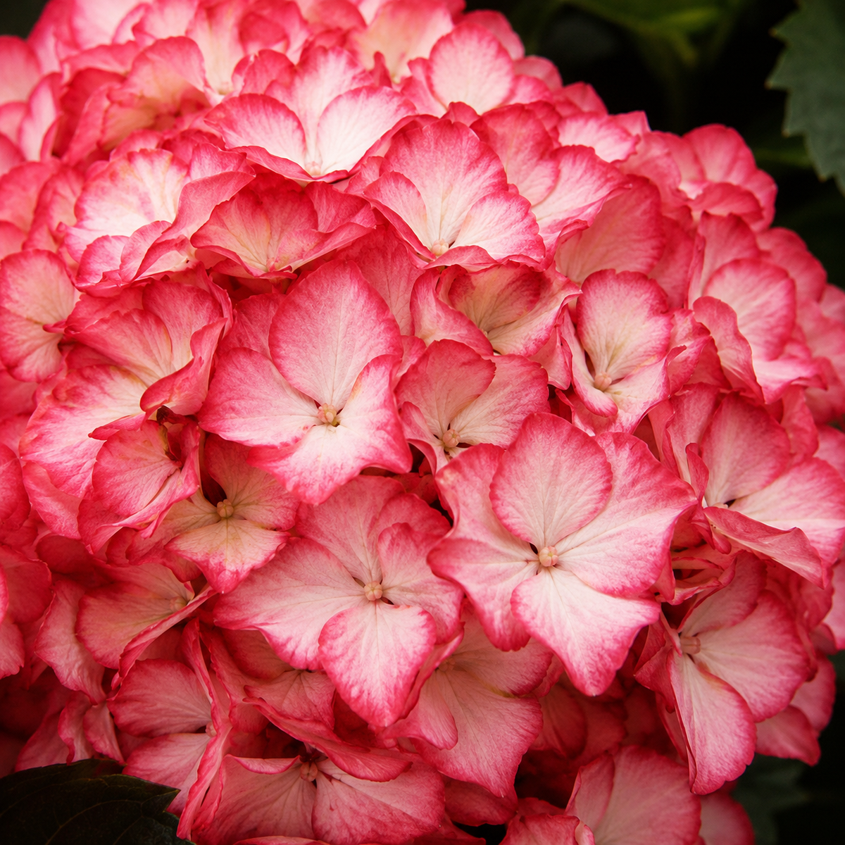Hydrangea macrophylla 'Kimono'