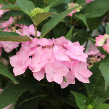 Hydrangea macrophylla 'Let's Dance Can Do!'