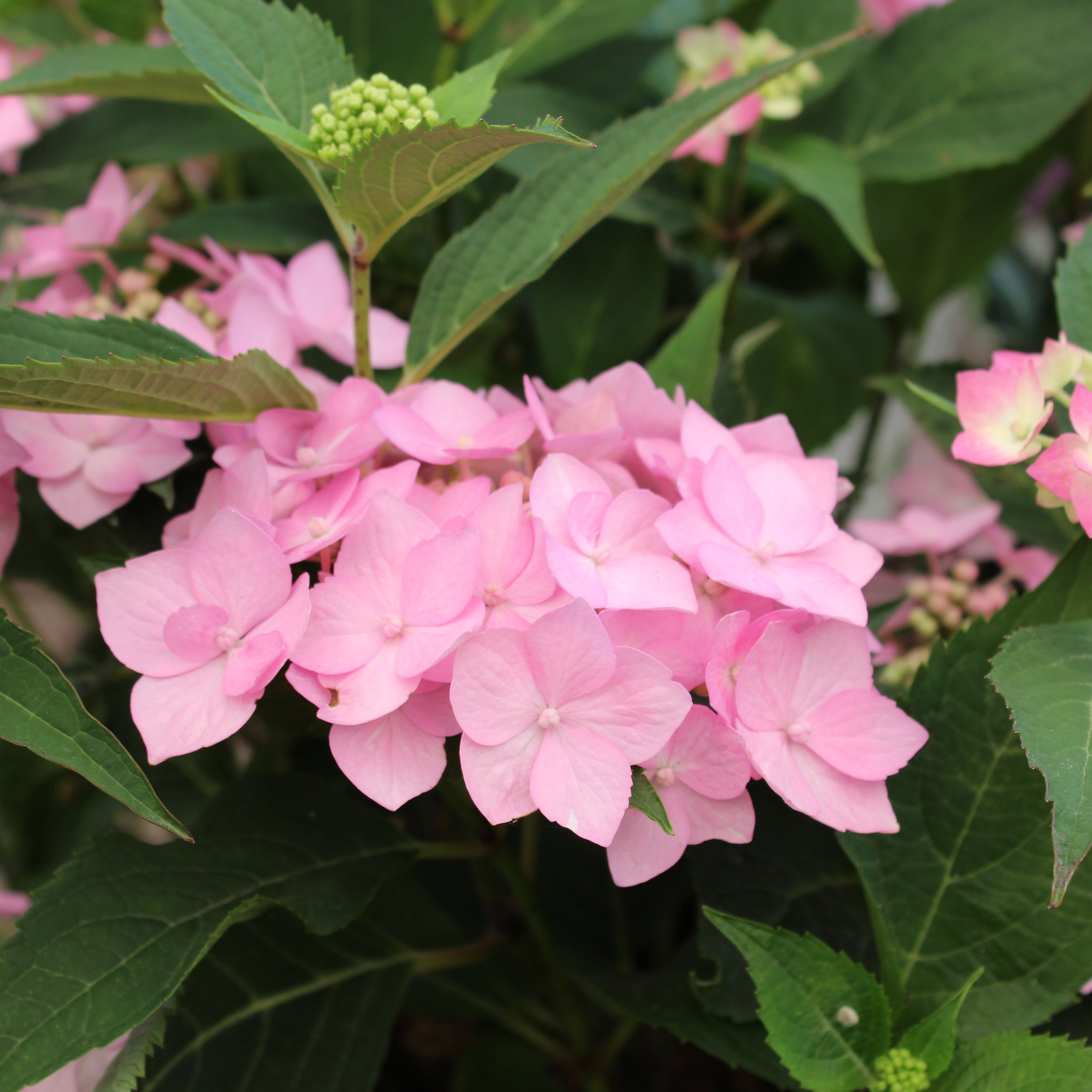 Hydrangea macrophylla 'Let's Dance Can Do!'