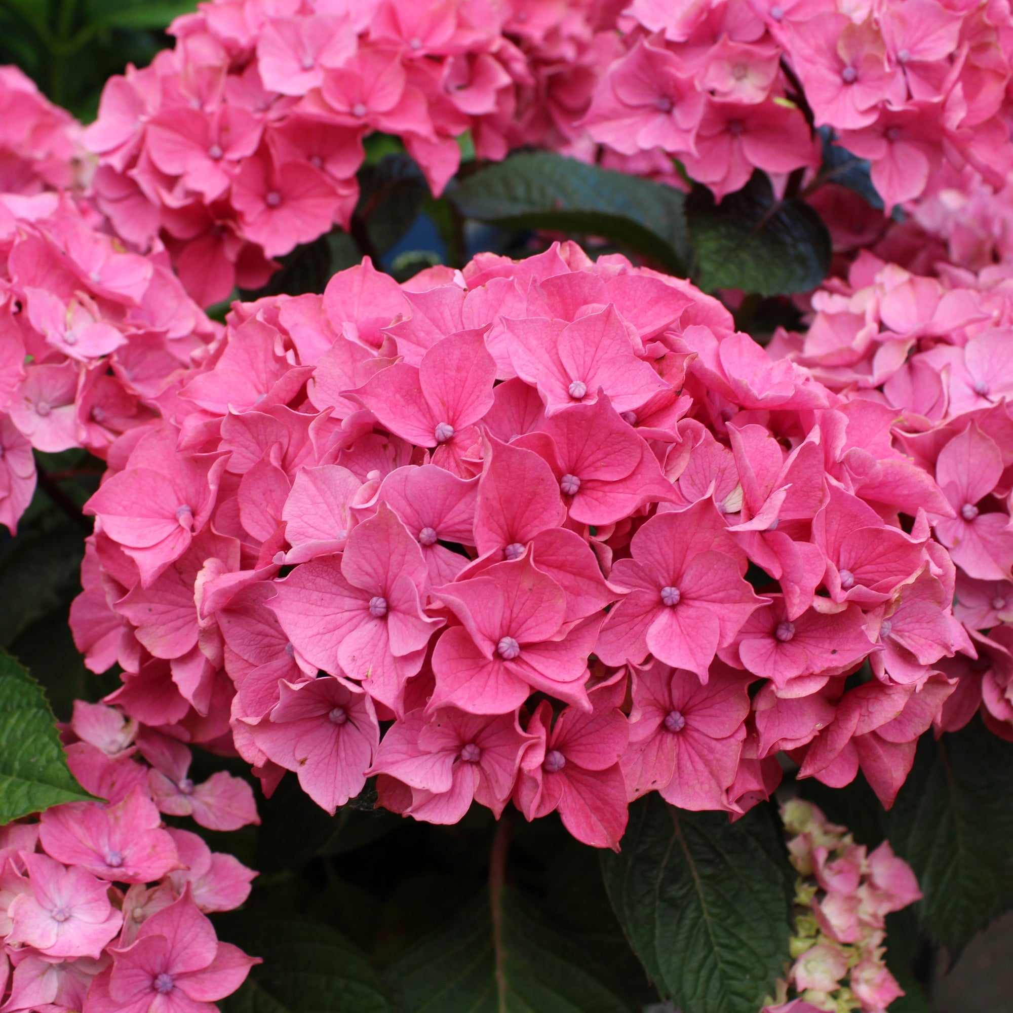 Hydrangea macrophylla 'Let's Dance Lovable'