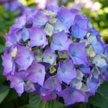 Hydrangea macrophylla 'Let's Dance Lovable'
