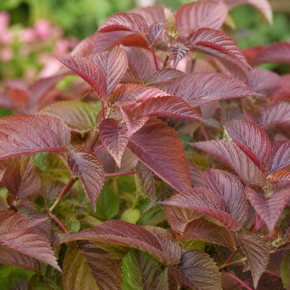 Hydrangea macrophylla 'Let's Dance Lovable'