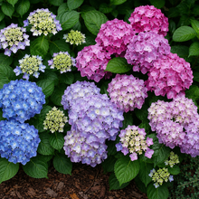 Hydrangea macrophylla 'Let's Dance Lovable'