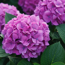 Hydrangea macrophylla 'Let's Dance Lovable'