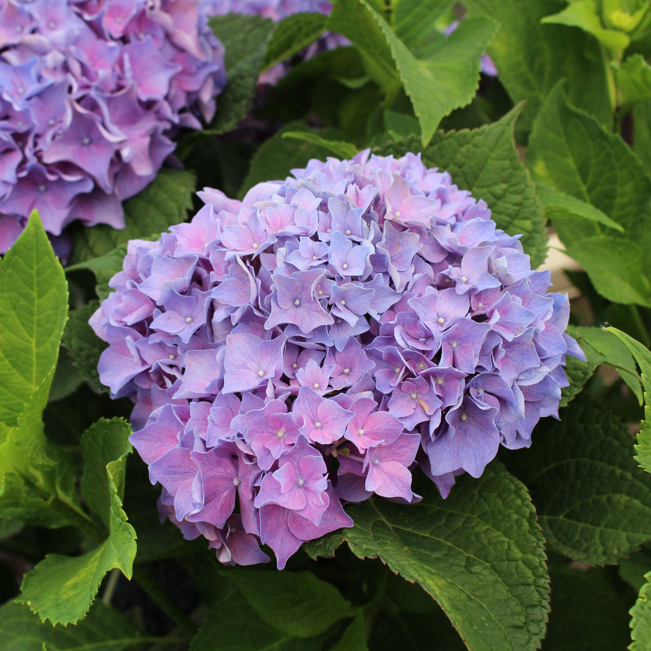 Hydrangea macrophylla 'Let's Dance Rhythmic Blue'
