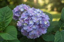 Hydrangea macrophylla ‘Let’s Dance Sky View’