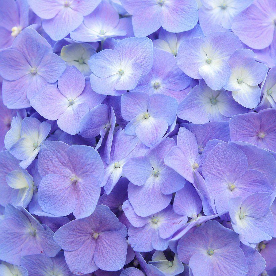 Hydrangea macrophylla 'Let's Dance Sky View'