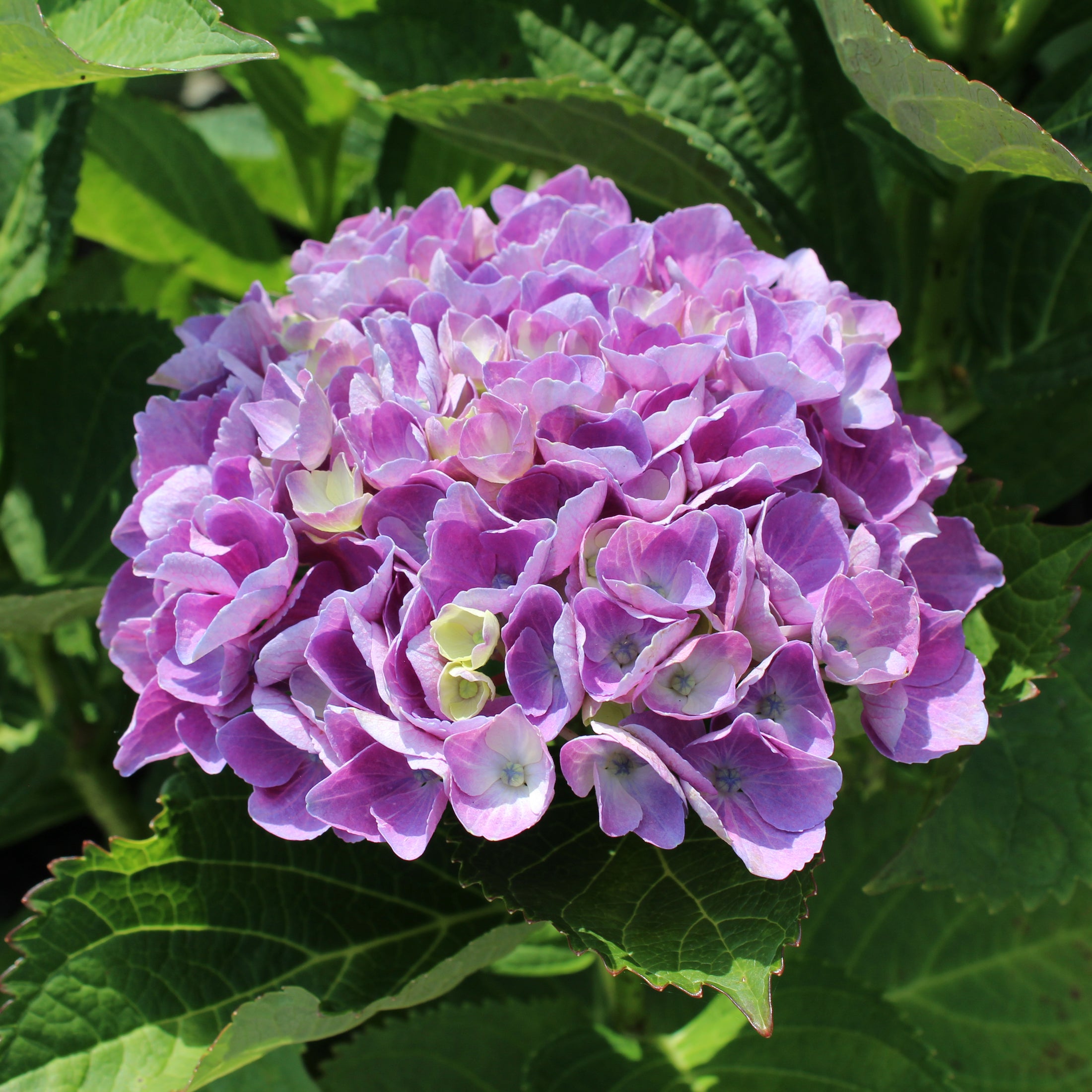 Hydrangea macrophylla 'Magical Amethyst'