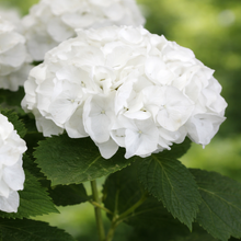 Hydrangea macrophylla 'Magical Bride'