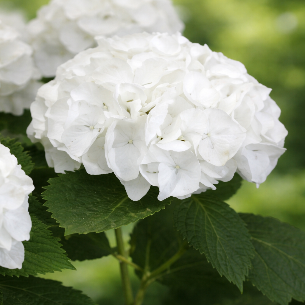 Hydrangea macrophylla 'Magical Bride'
