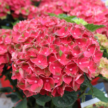 Hydrangea macrophylla 'Magical Crimson'