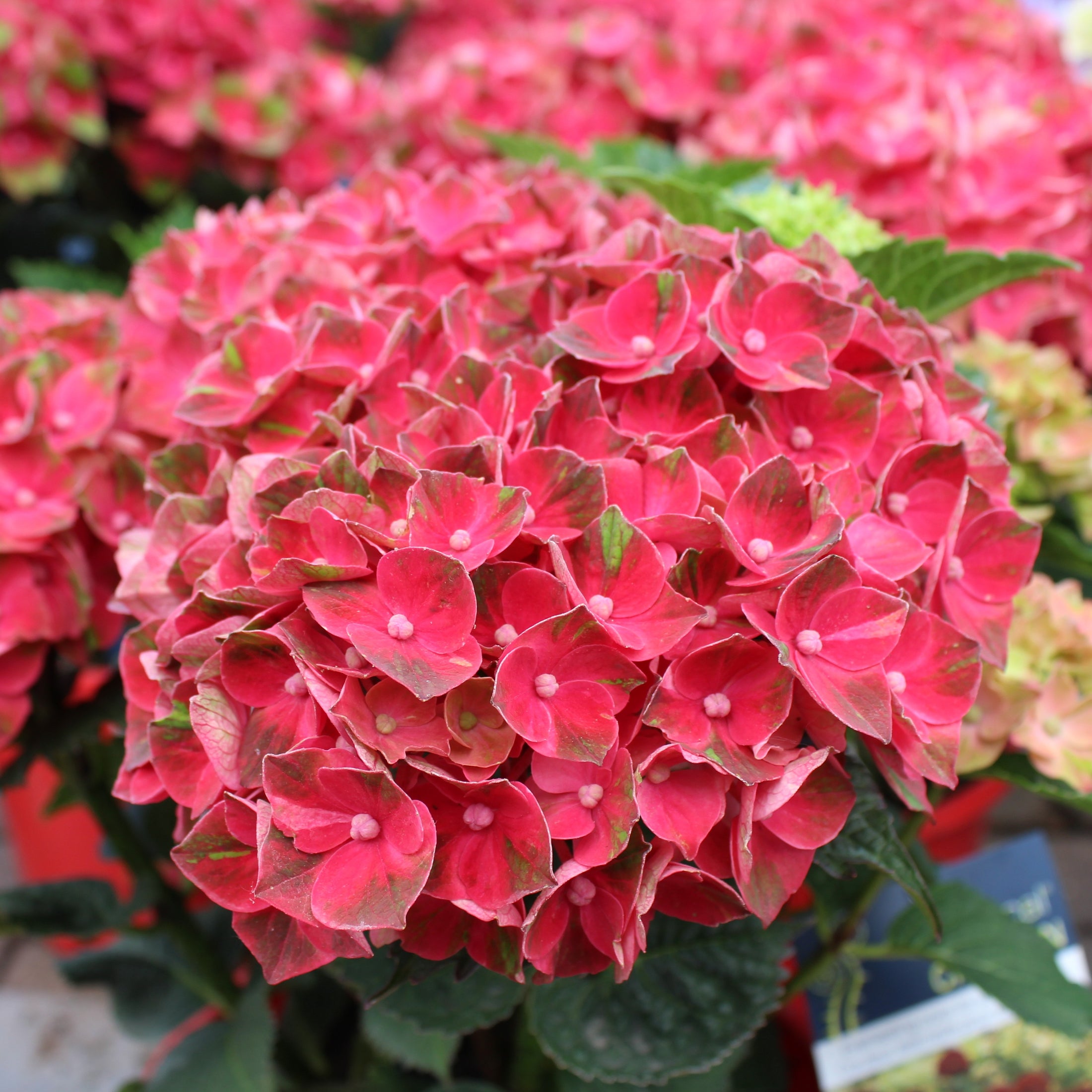Hydrangea macrophylla 'Magical Crimson'
