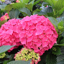 Hydrangea macrophylla 'Magical Garnet'
