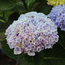 Hydrangea macrophylla 'Magical Revolution'