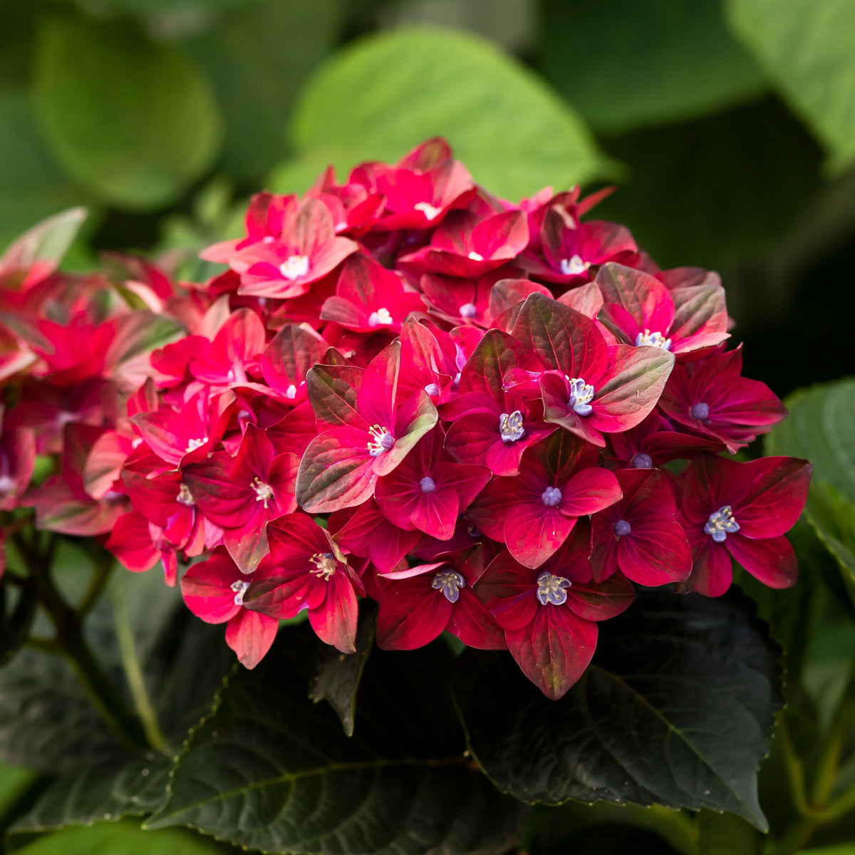 Hydrangea macrophylla 'Magical Ruby Red'
