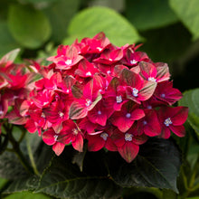 Hydrangea macrophylla 'Magical Ruby Red'