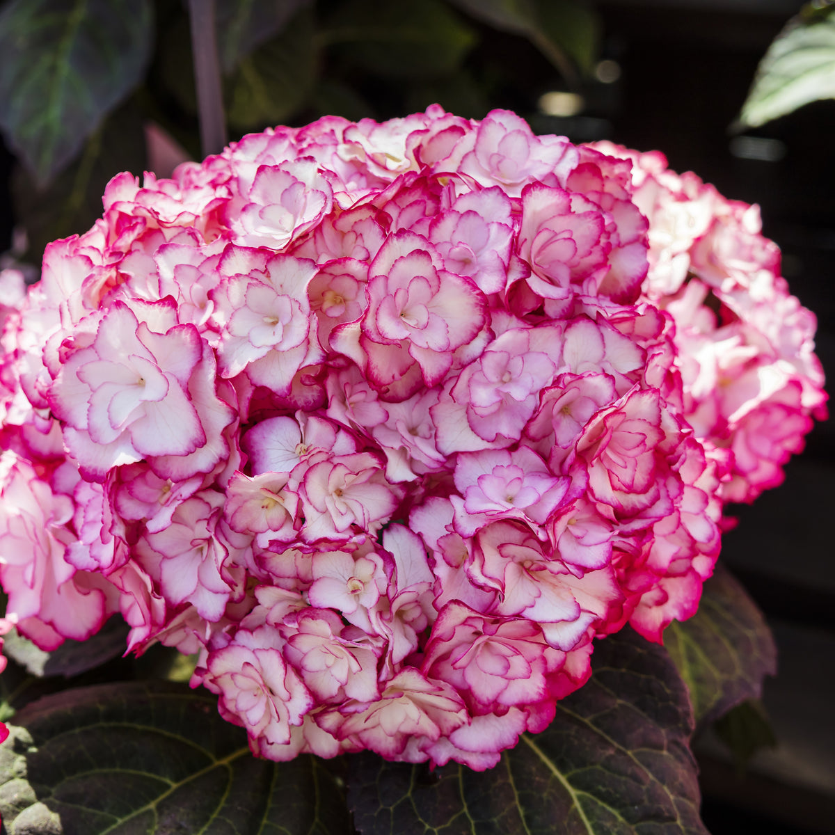 Hydrangea macrophylla 'Miss Saori'