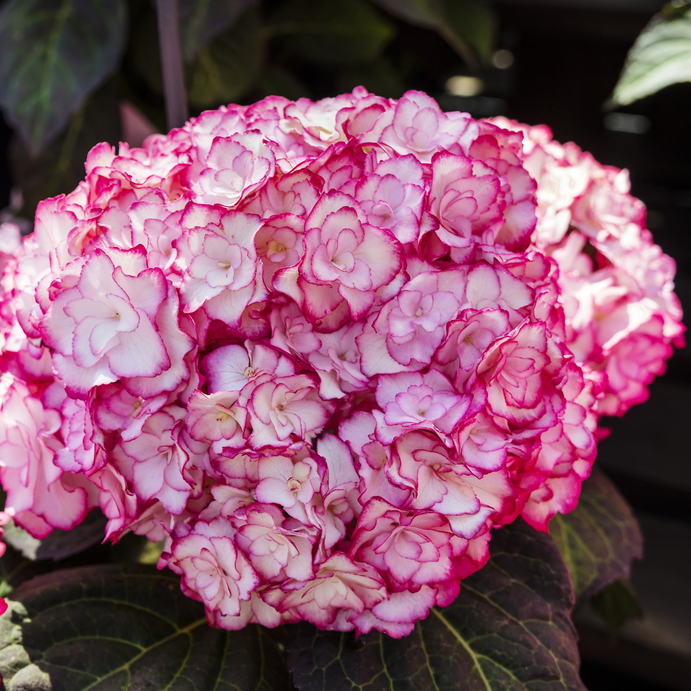 Hydrangea macrophylla 'Miss Saori'