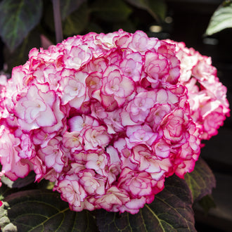 Hortensia ‘Miss Saori’ (Hydrangea macrophylla)
