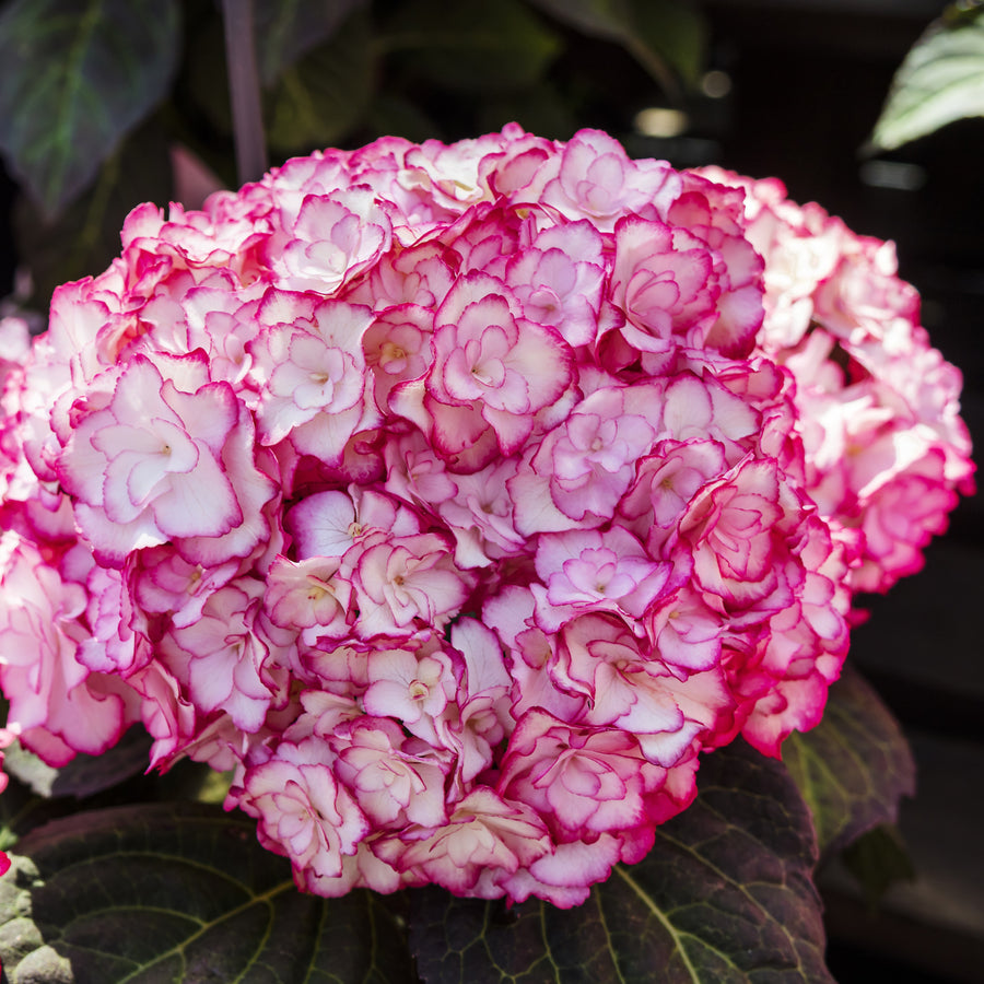 Hydrangea macrophylla 'Miss Saori'