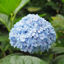 Hydrangea macrophylla 'Nikko Blue'