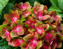 Hydrangea macrophylla 'Pistachio'