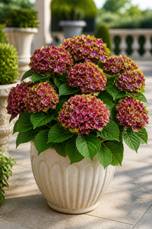Hydrangea macrophylla 'Pistachio'