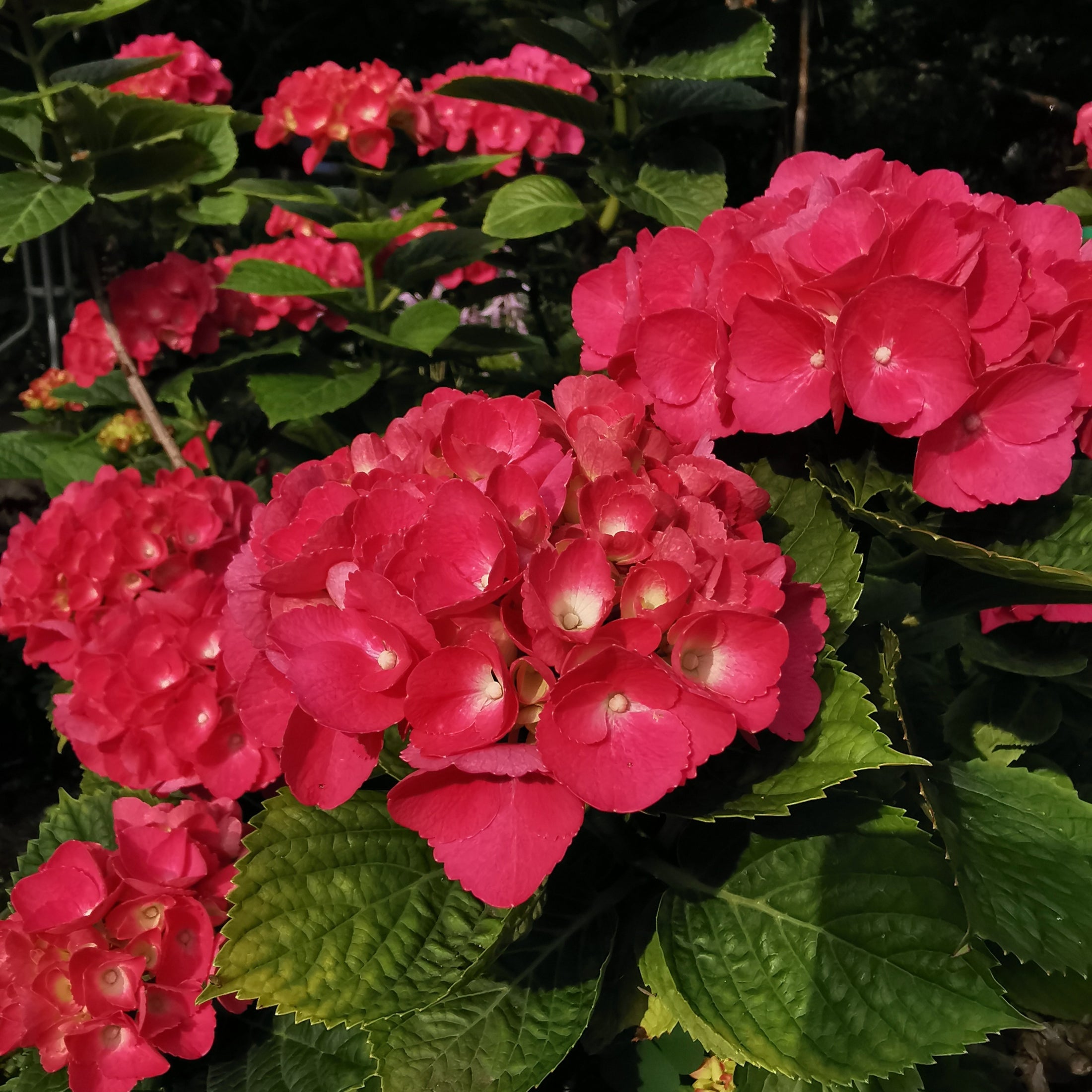Hydrangea macrophylla 'Red Sensation'