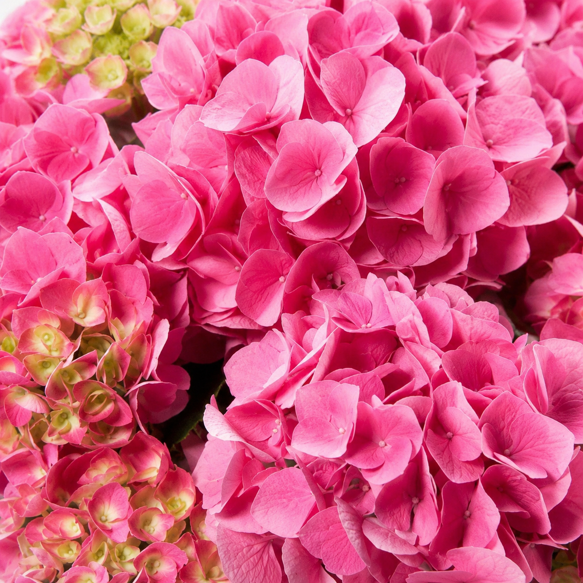 Hydrangea macrophylla 'Serena Pink'