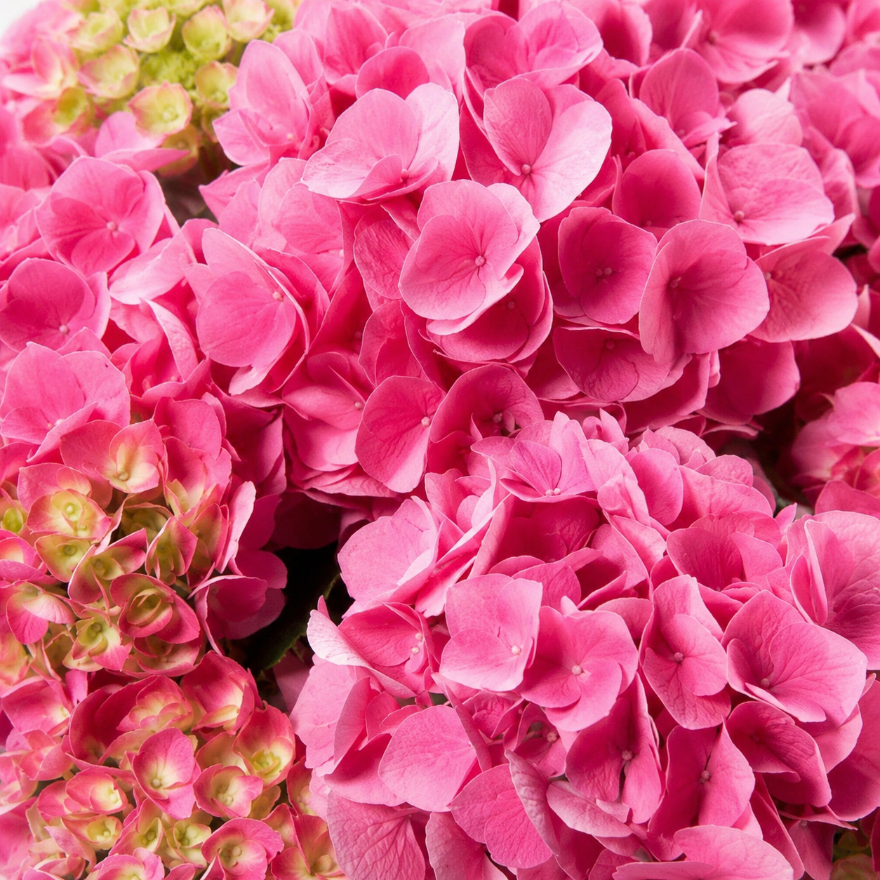 Hydrangea macrophylla 'Serena Pink'