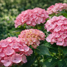 Hydrangea macrophylla 'Soulmate'
