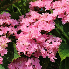 Hydrangea macrophylla 'Starfield'