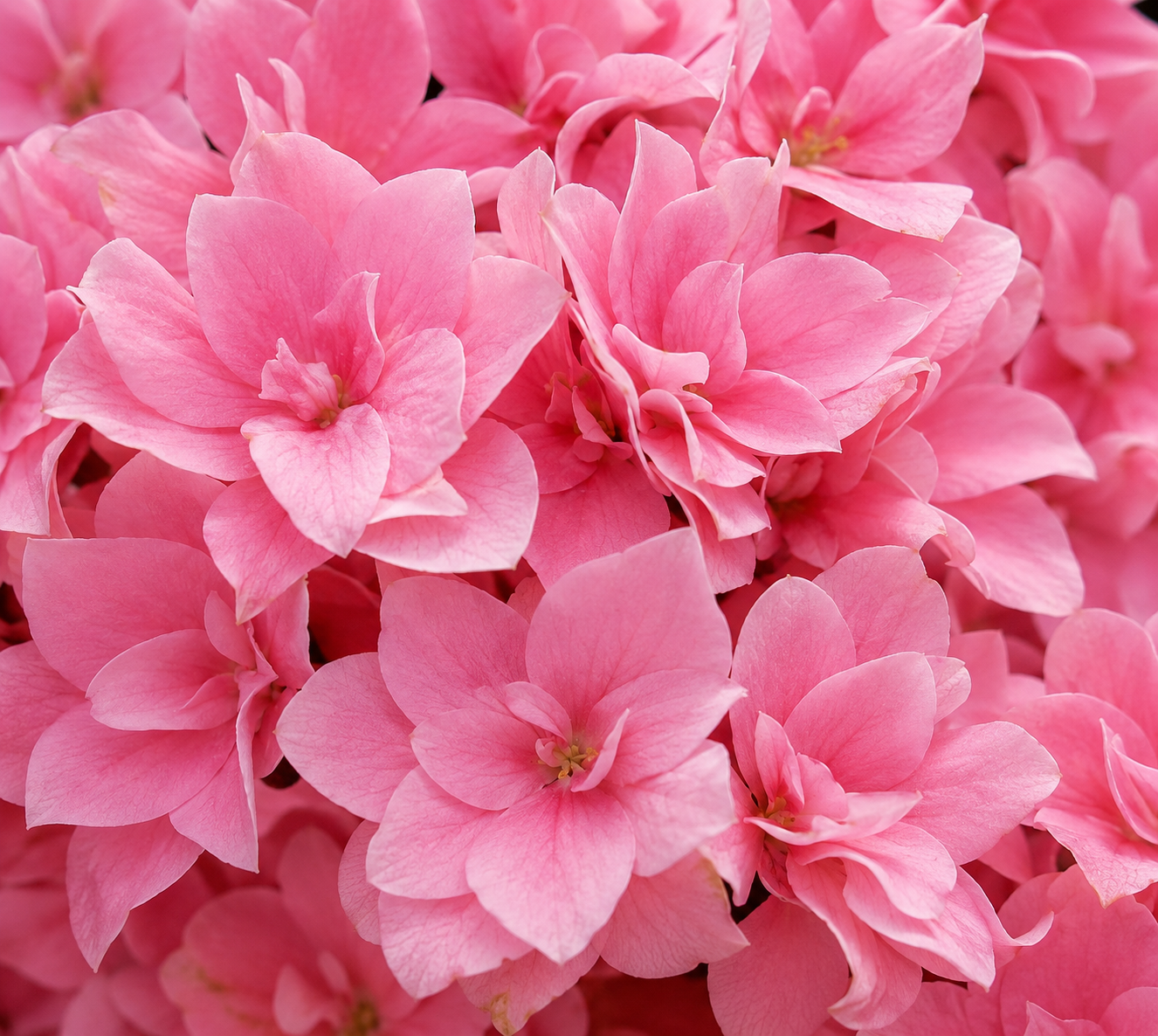 Hydrangea macrophylla 'Starfield'