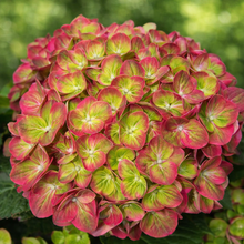 Hydrangea macrophylla 'Tilt-A-Swirl'