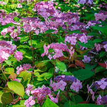 Hydrangea macrophylla 'Twist-N-Shout'