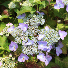 Hydrangea macrophylla 'Twist-N-Shout'