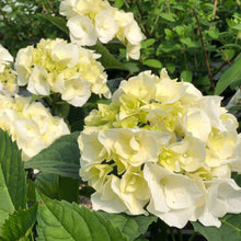 Hydrangea macrophylla 'Vanilla Sky'